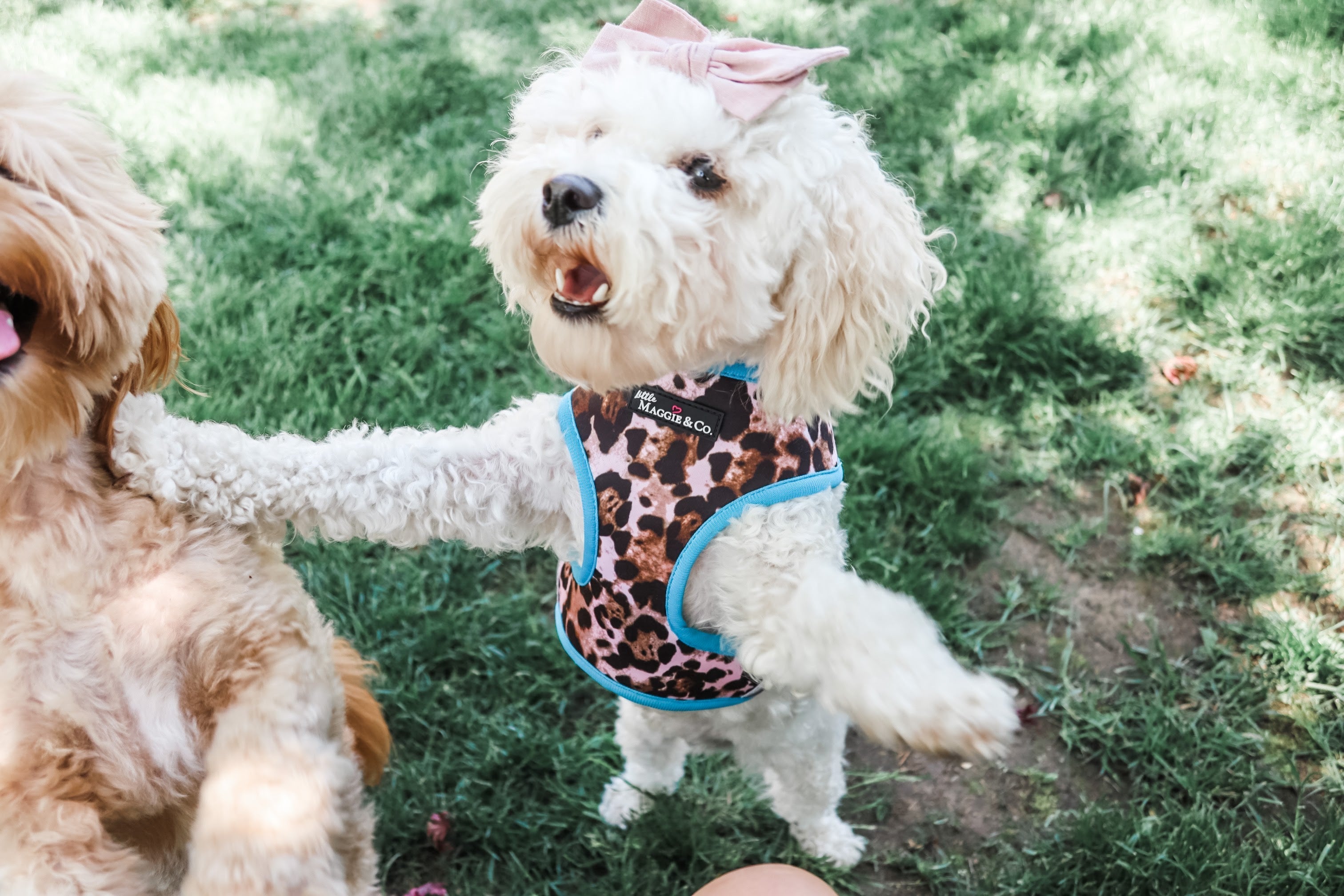 Exotic Reversible Harness