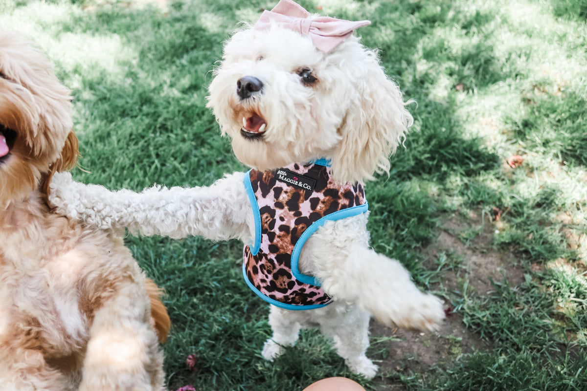 Exotic Reversible Harness