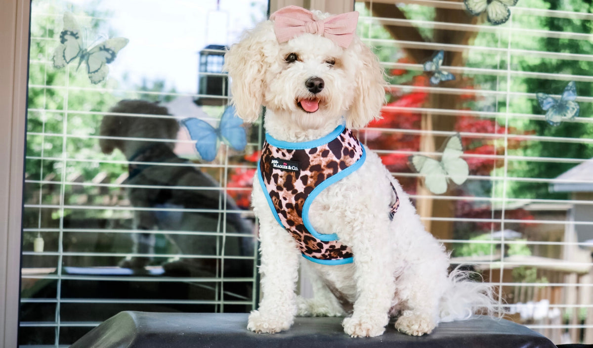 Exotic Reversible Harness