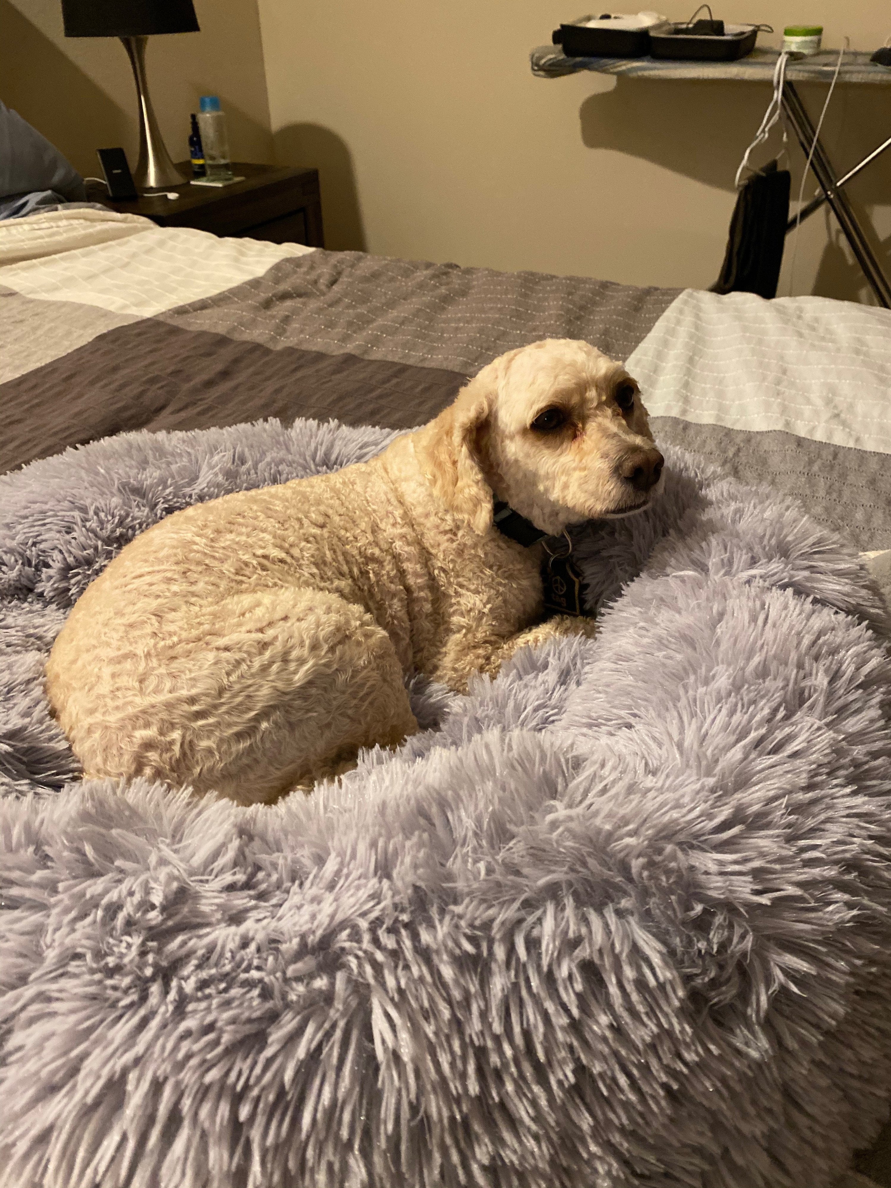 Mr. Peanuts 28" OrthoPlush® Pet Bed - Snowflake White Two Tone