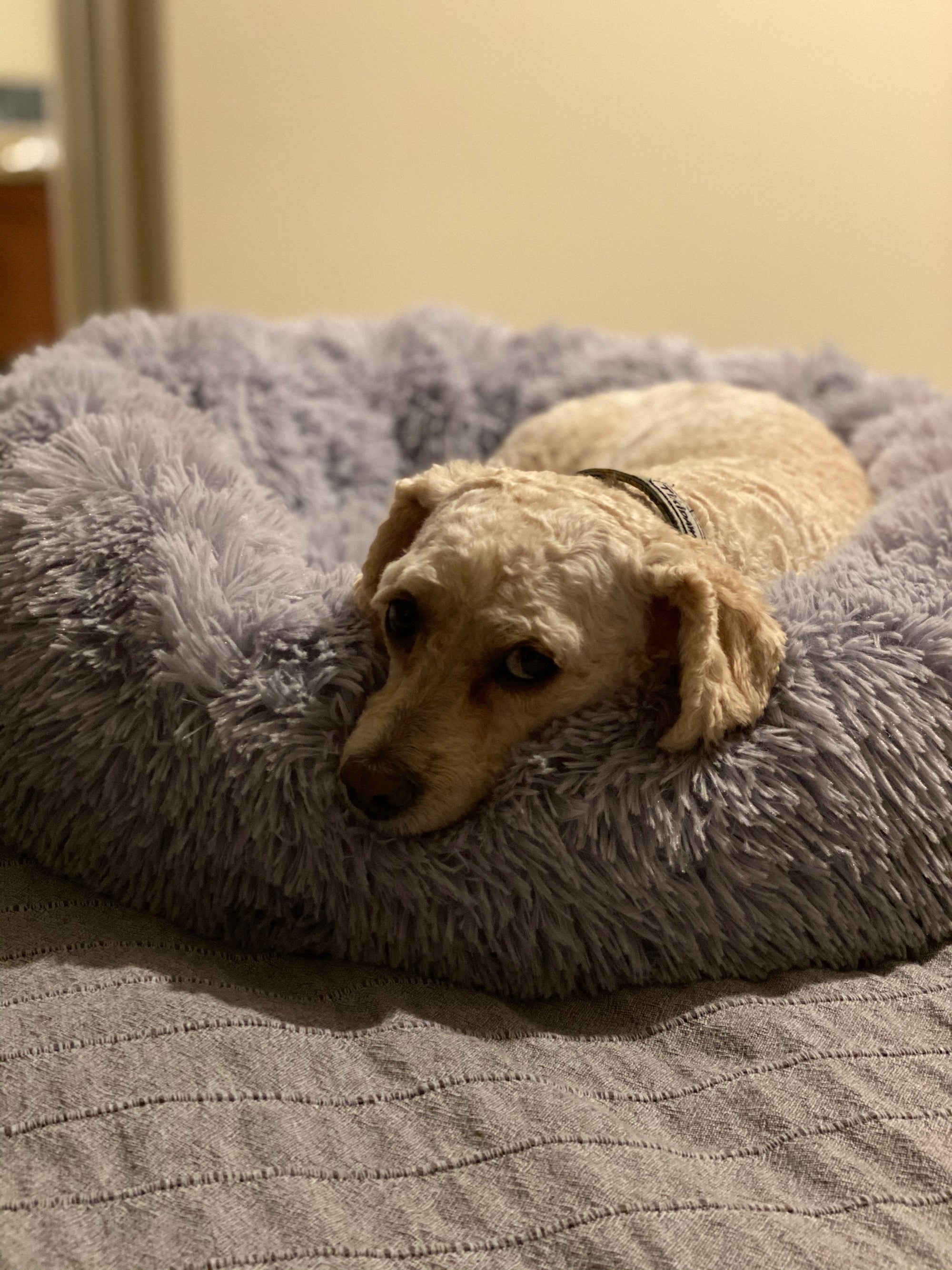 Mr. Peanuts 28" OrthoPlush® Pet Bed - Snowflake White Two Tone