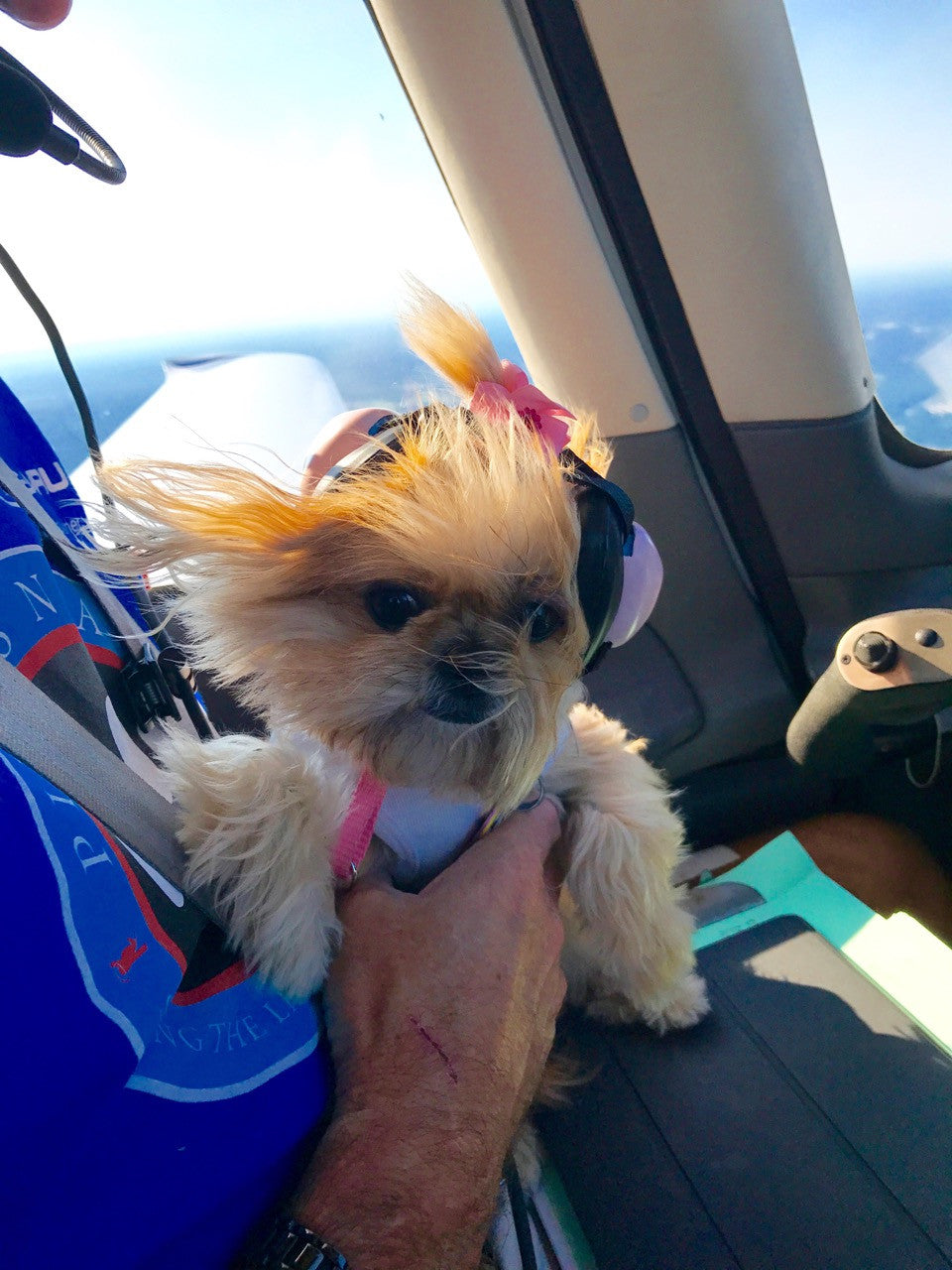 Co-Pilot Airplane (white) - Dog Tank