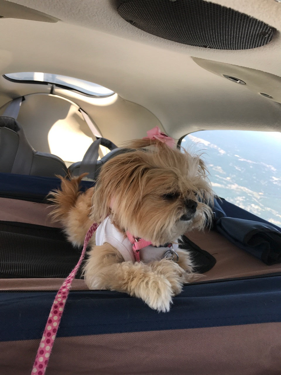 Co-Pilot Airplane (white) - Dog Tank