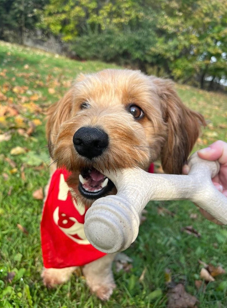 Barkin Bone Dog Chew Toy