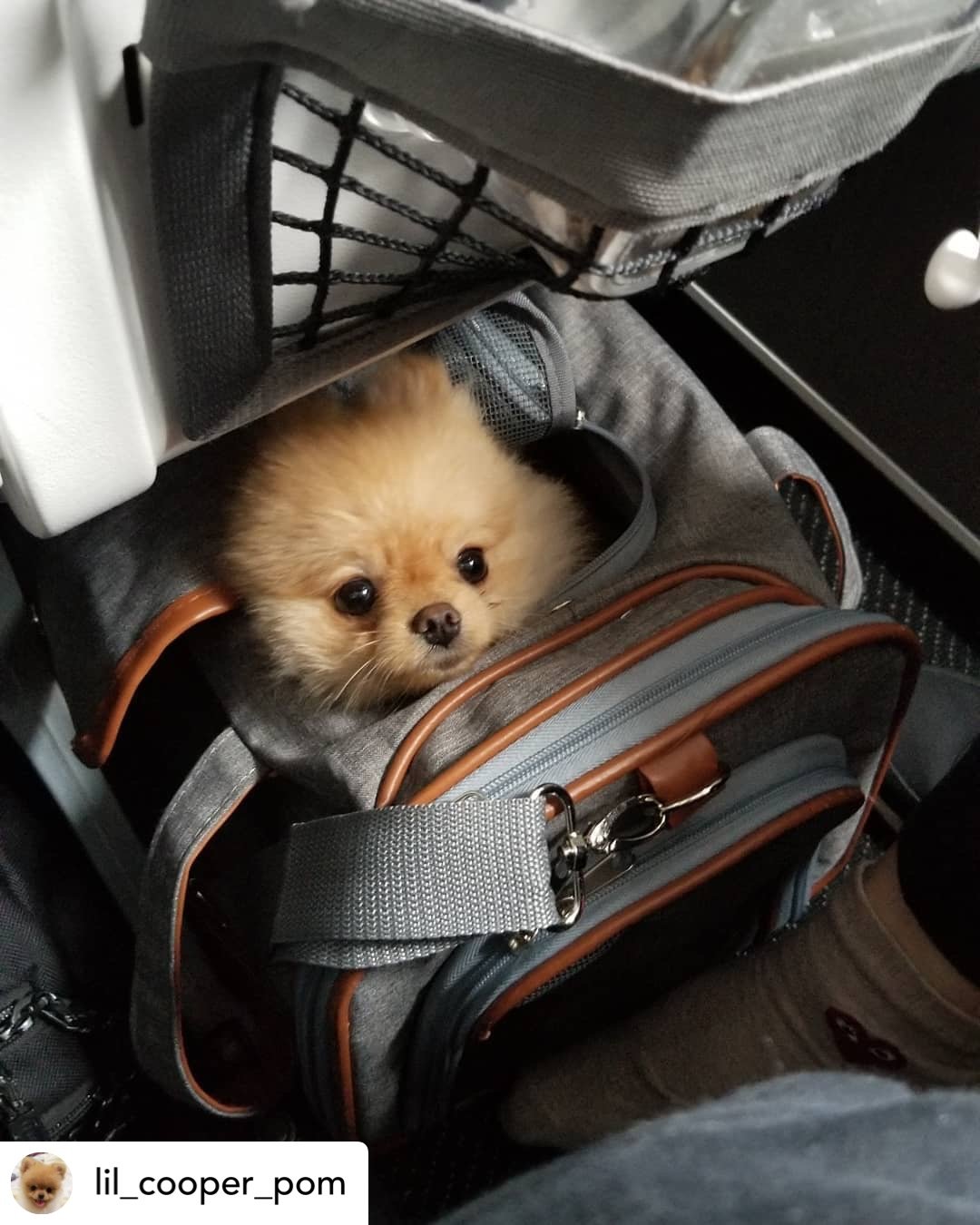 Mr. Peanuts Gold Series Standard Size Airline Compliant Expandable Pet Carrier