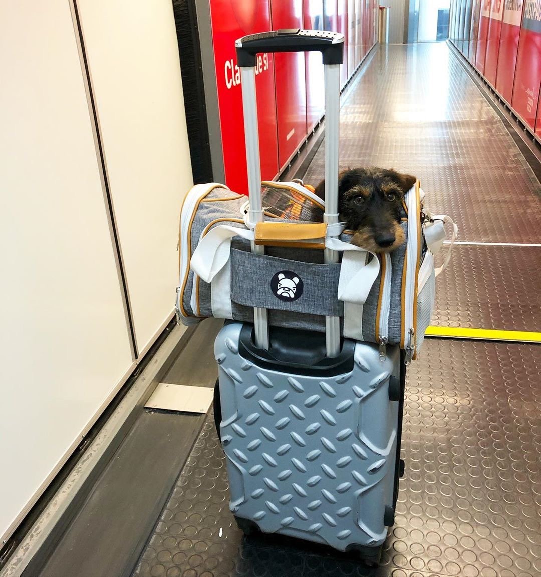 Mr. Peanuts Gold Series Standard Size Airline Compliant Expandable Pet Carrier