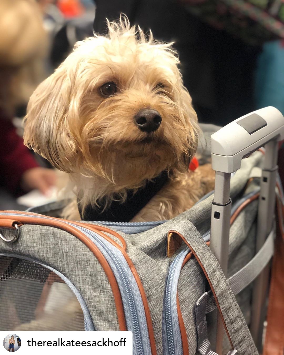 Mr. Peanuts Gold Series Standard Size Airline Compliant Expandable Pet Carrier