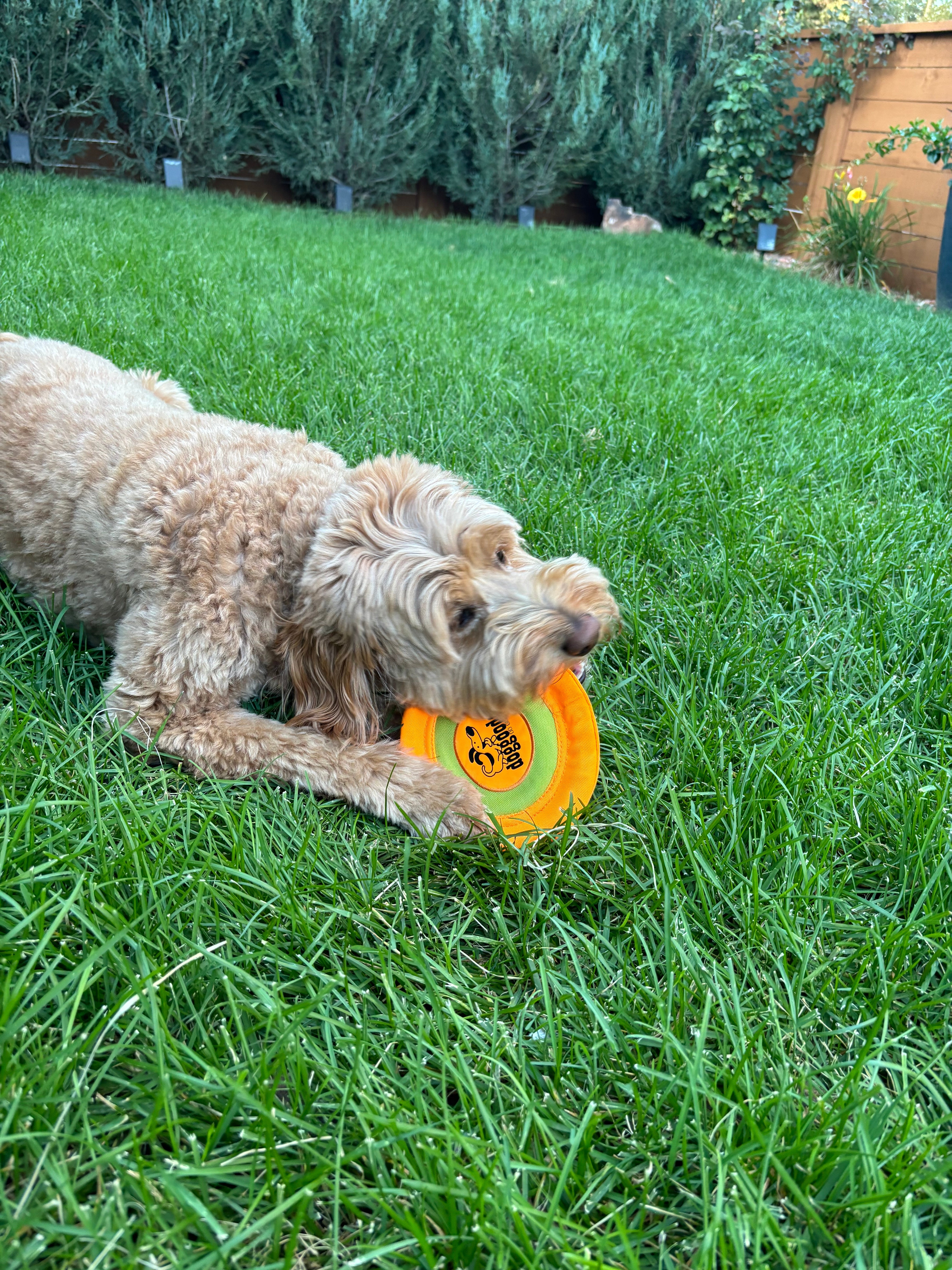 Fun Dog Toy by DogGoods™