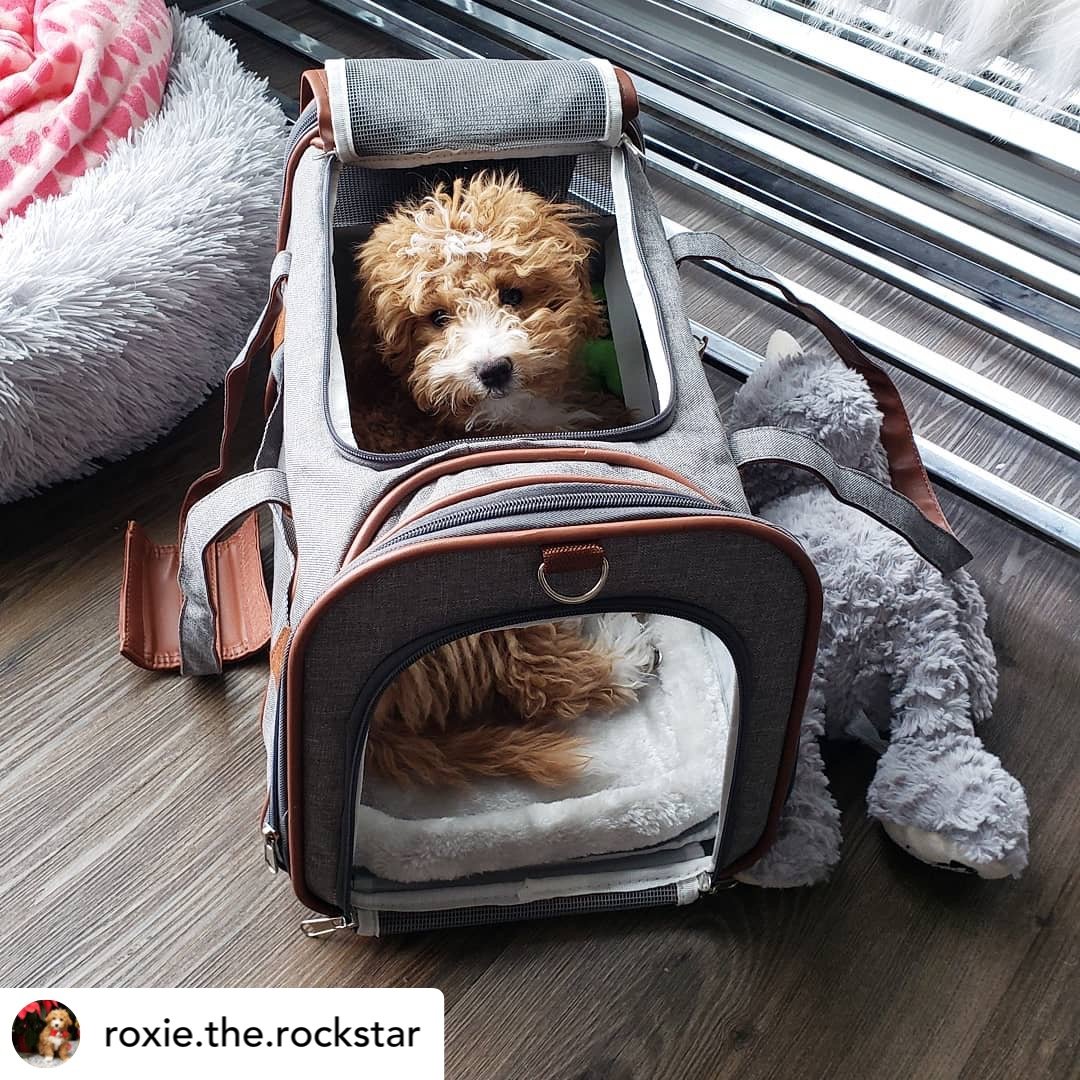 Mr. Peanuts Gold Series Standard Size Airline Compliant Expandable Pet Carrier