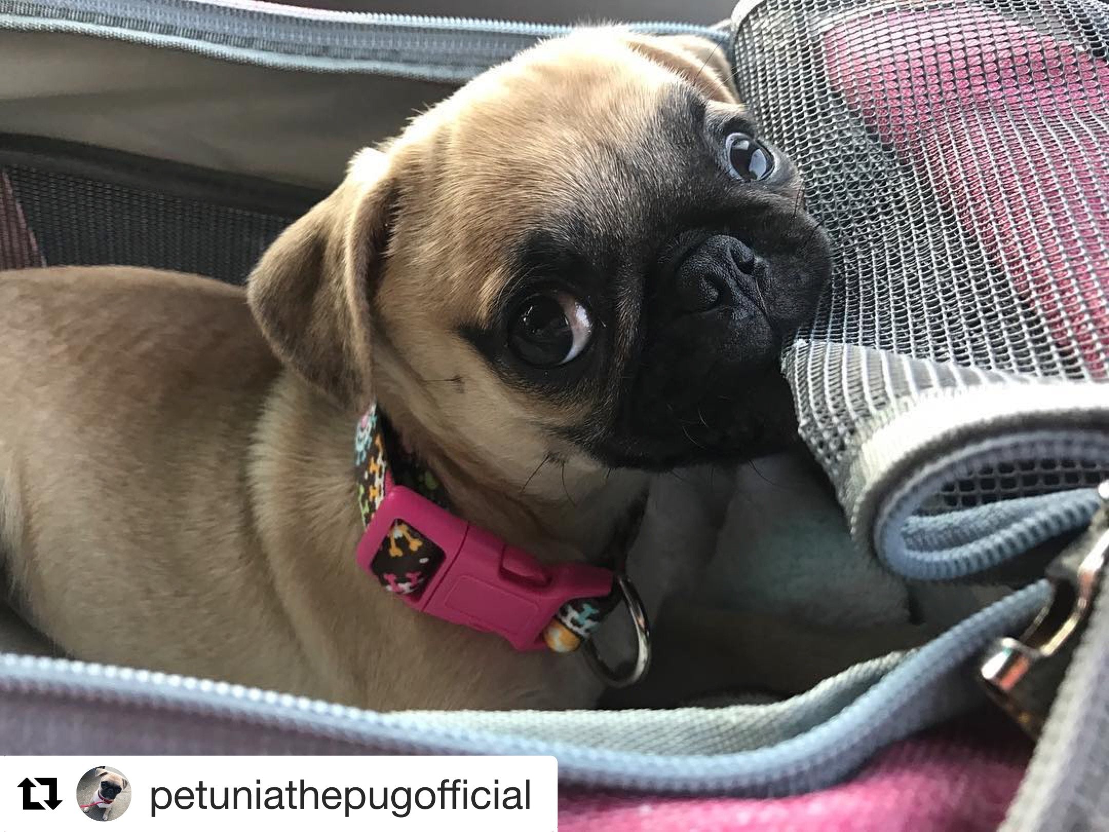 Mr. Peanuts Gold Series Standard Size Airline Compliant Pet Carrier