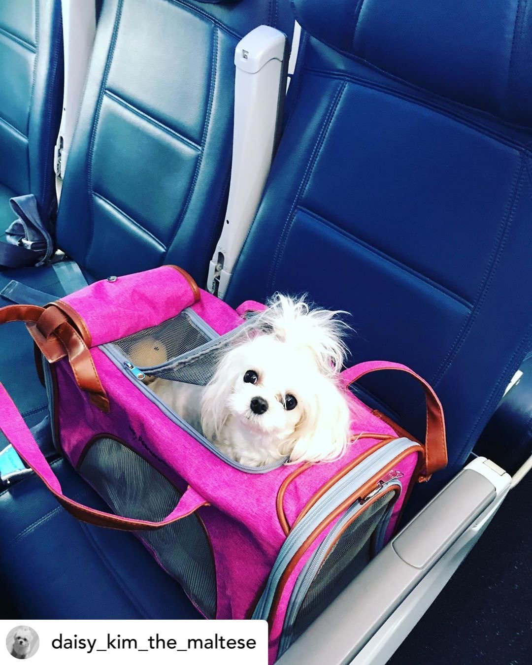 Mr. Peanuts Gold Series Standard Size Airline Compliant Expandable Pet Carrier
