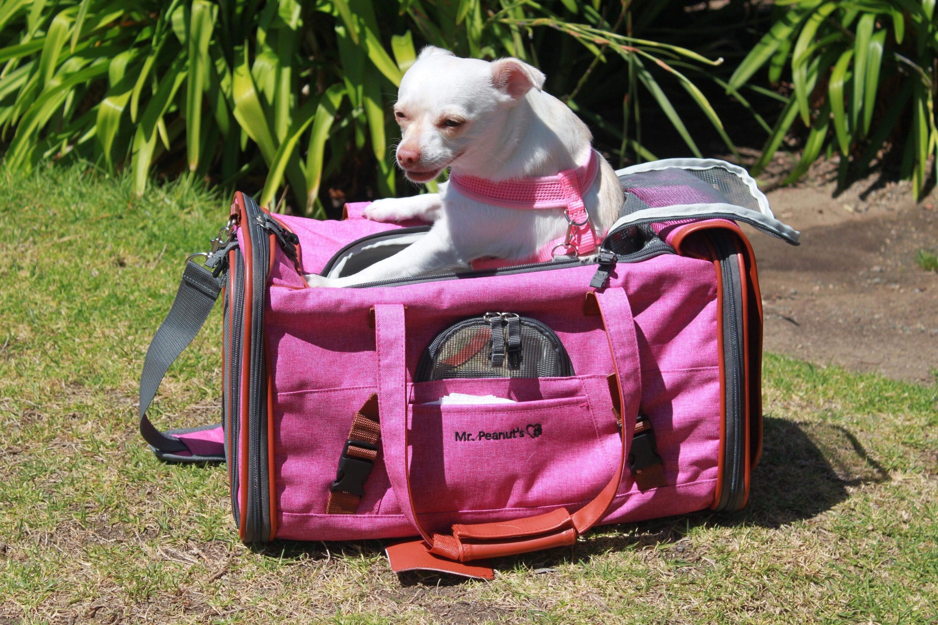 Mr. Peanuts Gold Series Standard Size Airline Compliant Pet Carrier