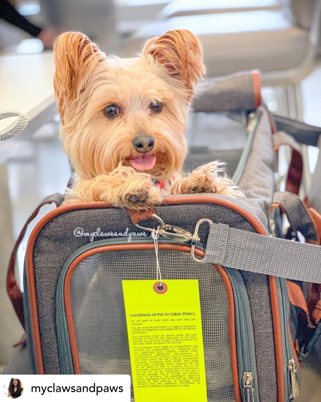 Mr. Peanuts Gold Series Standard Size Airline Compliant Expandable Pet Carrier