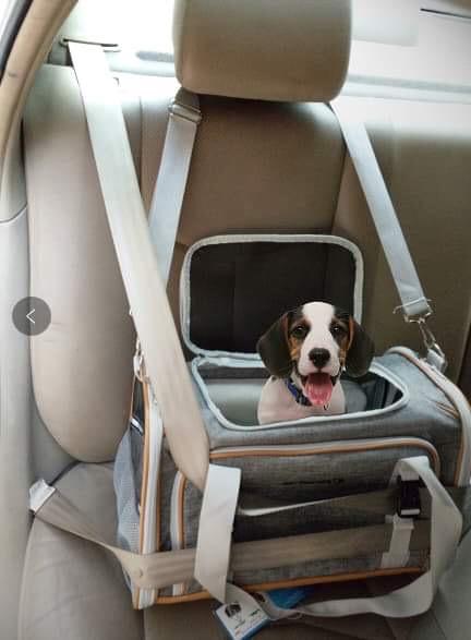 Mr. Peanuts Platinum Series Expandable Pet Carrier