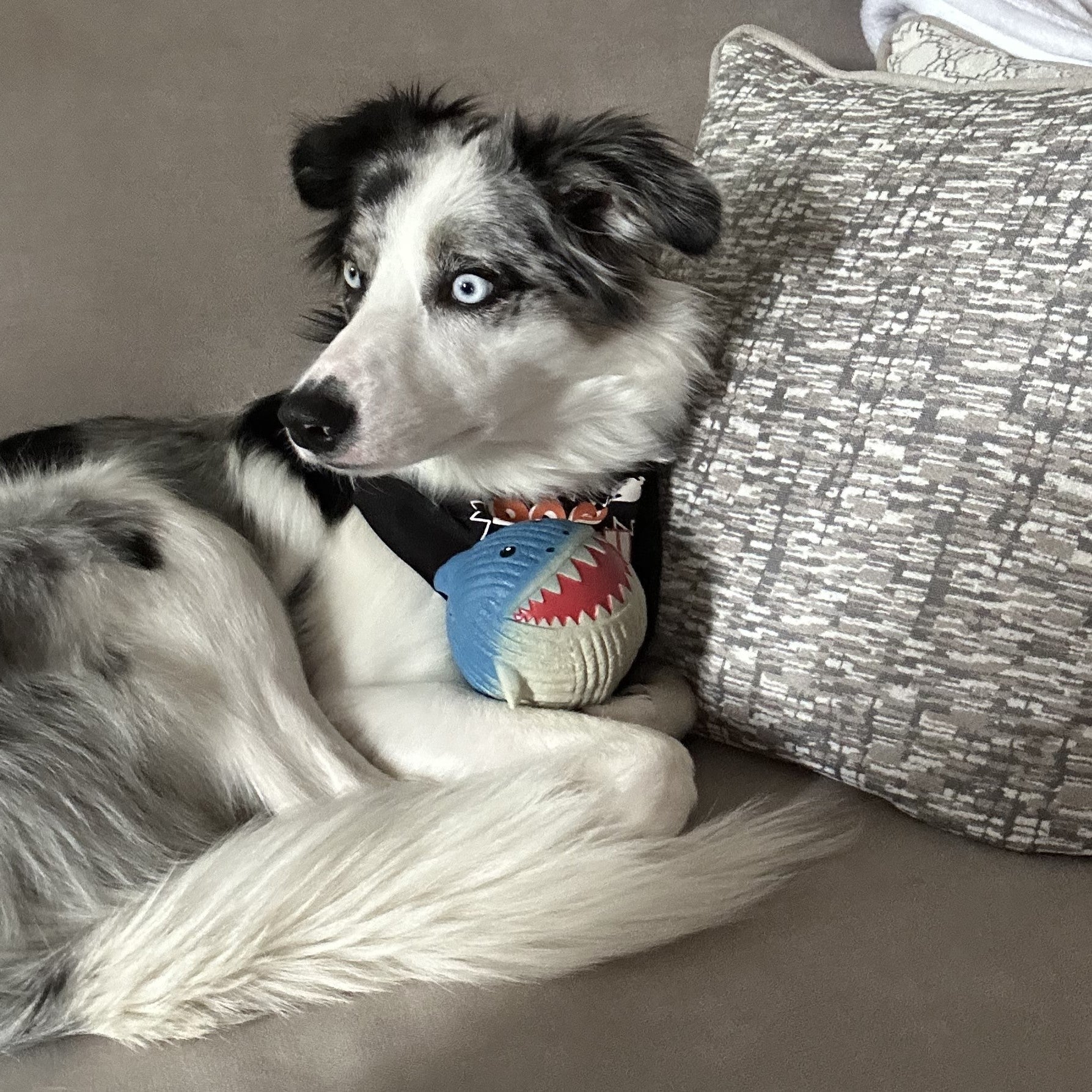 Finn the Shark Ruff-Tex Latex Ball Dog Toy, Large