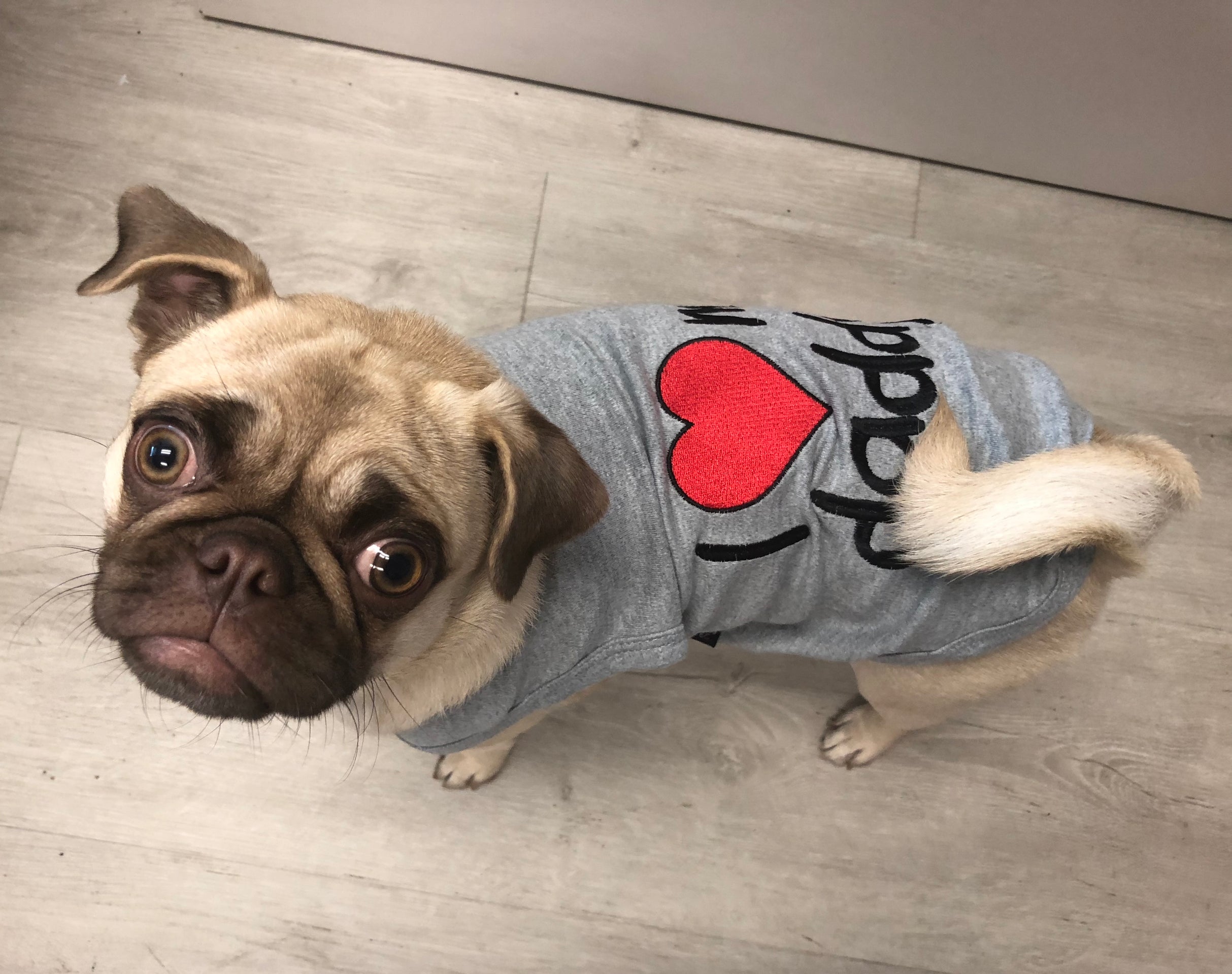 Parisian Pet I Love Daddy Lightweight Pet T-Shirt  Stylish Dog Clothing for Small Dogs & Cats, Gray