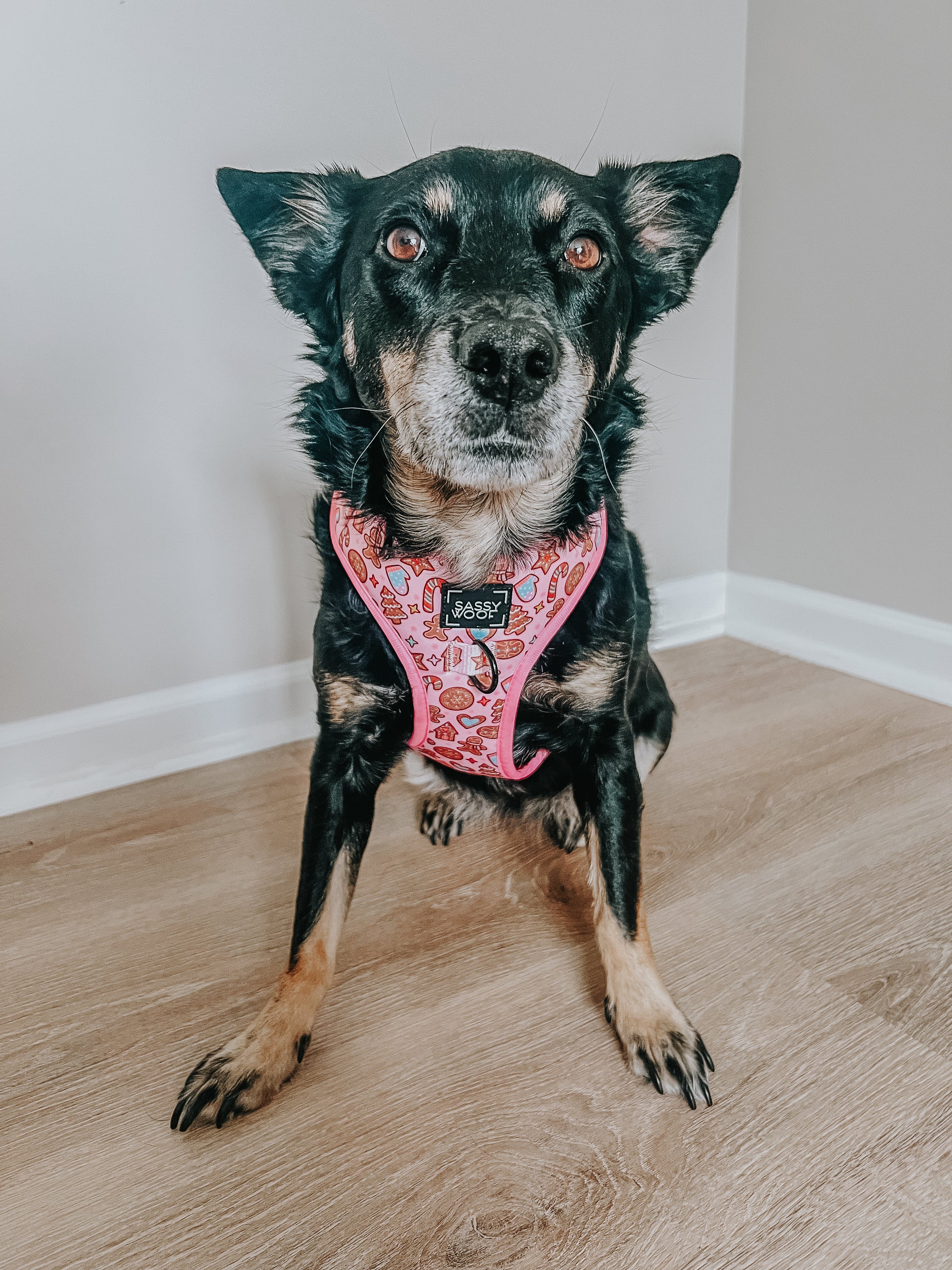 Dog Adjustable Harness - Dough My Goodness