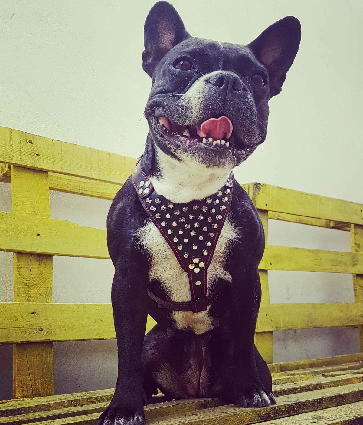 Bestia Frenchie Studded Leather Small to Medium Dog Harness