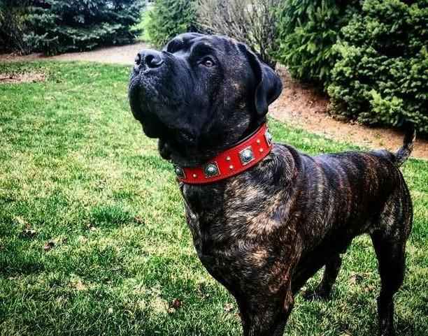Bestia Eros 2.5-Inch Wide Red Leather Dog Collar