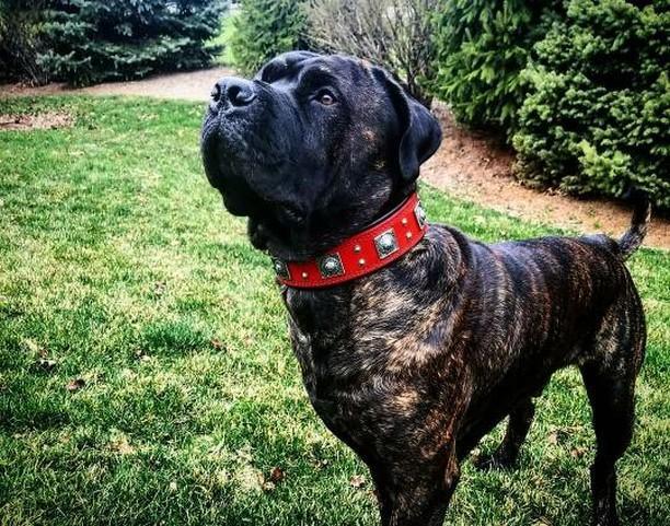Bestia Dog Gear Genuine Leather Dog Collar - Red 