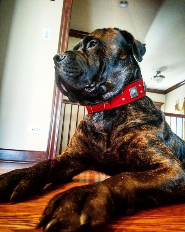 Bestia Eros 2.5-Inch Wide Red Leather Dog Collar