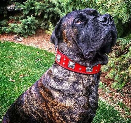 Bestia Eros 2.5-Inch Wide Red Leather Dog Collar