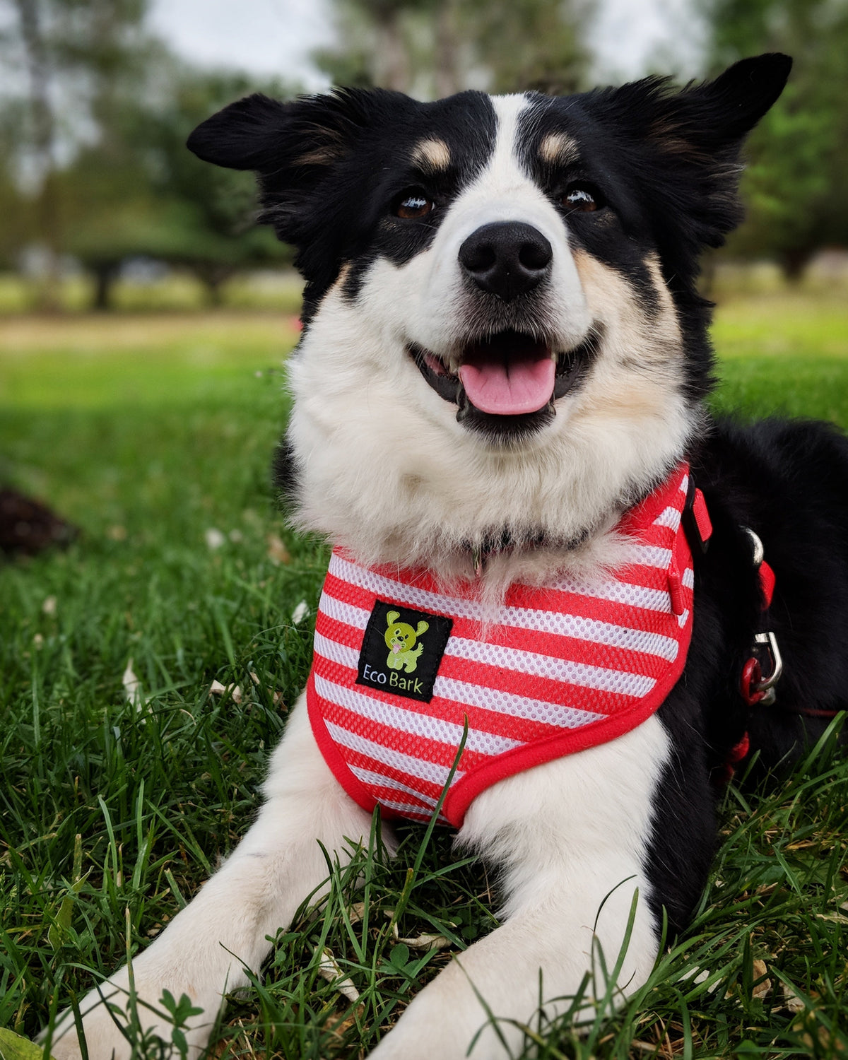 EcoBark – Red Stripe Harness & Leash Set