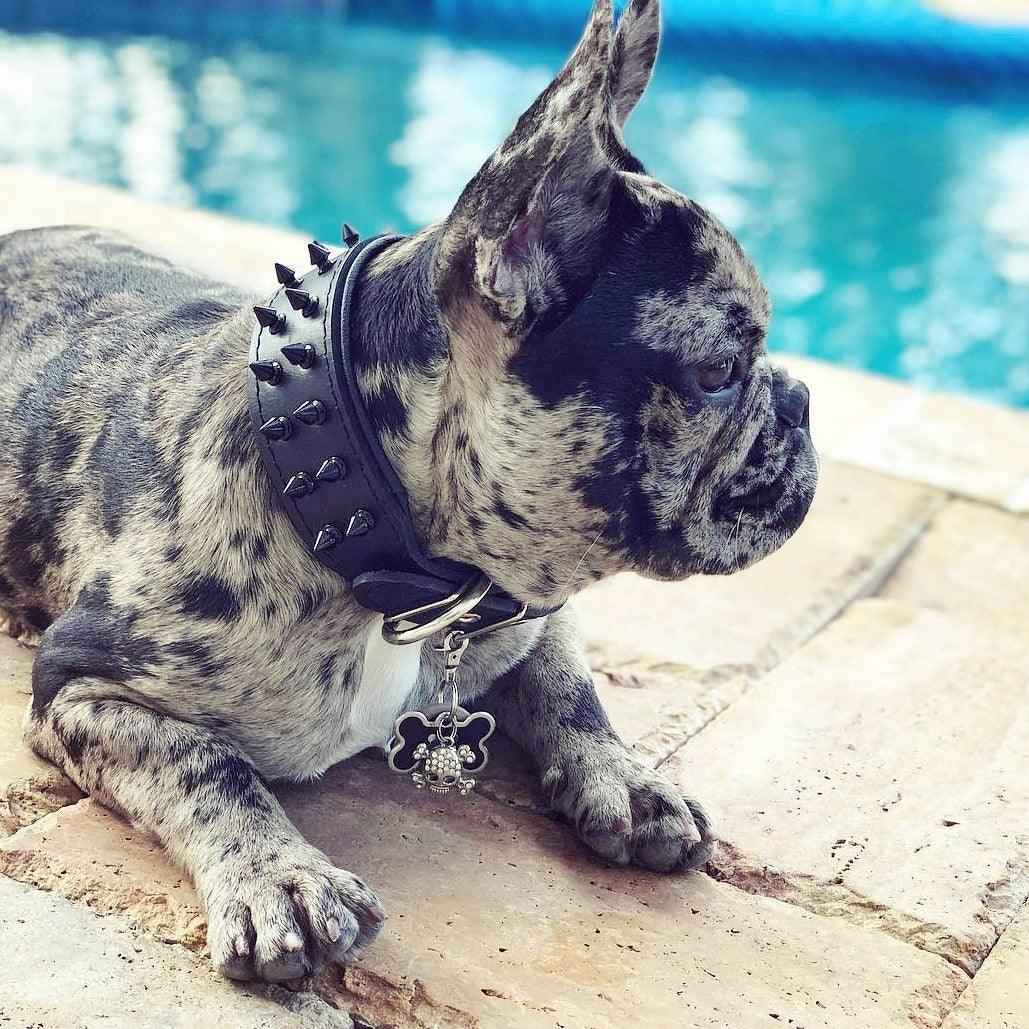 Bestia Black Frenchie Leather Dog Collar