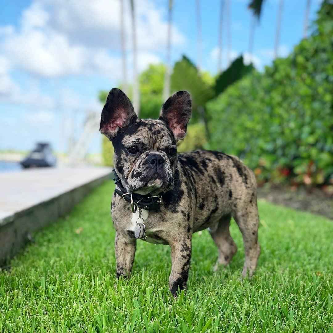 Bestia Black Frenchie Leather Dog Collar