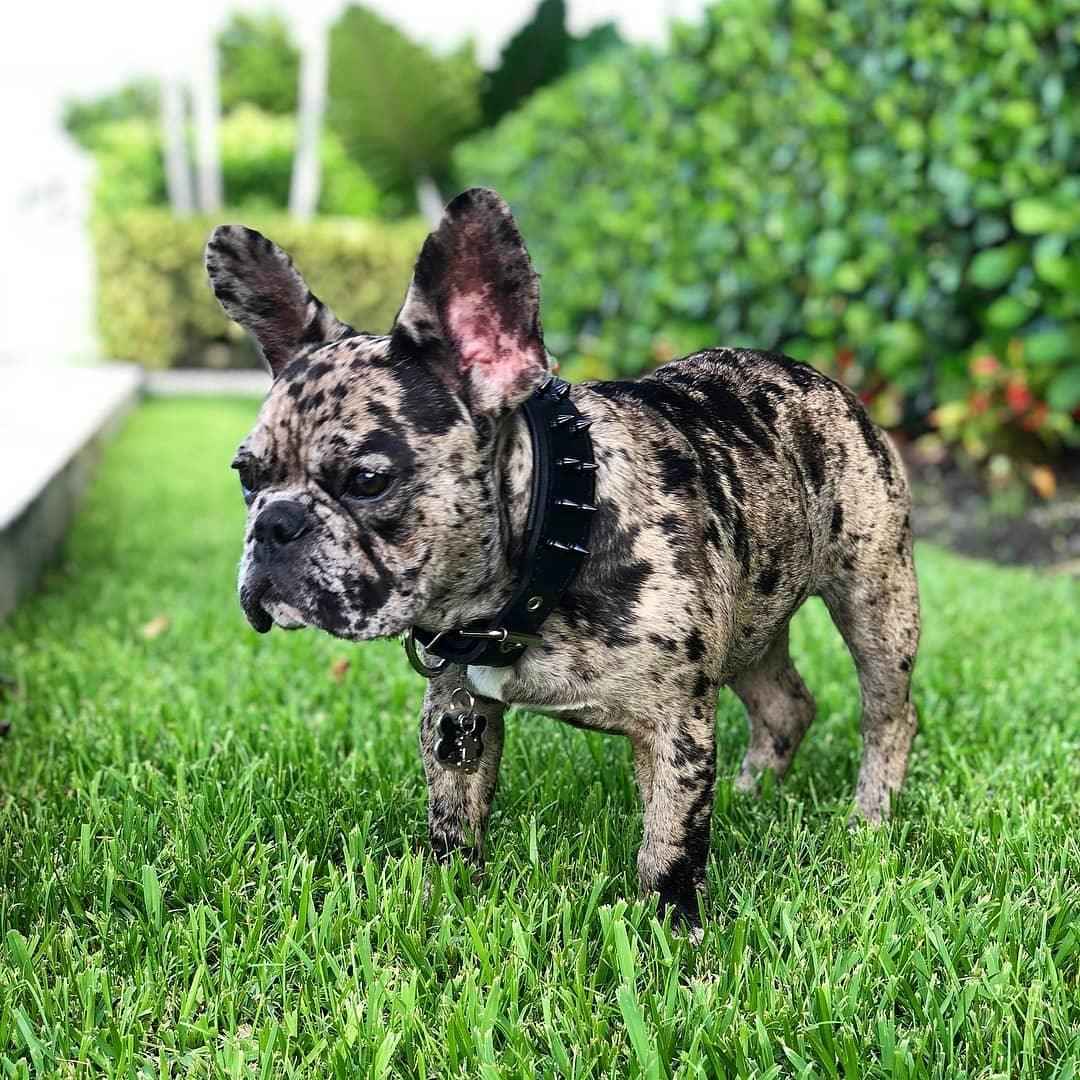 Bestia Black Frenchie Leather Dog Collar
