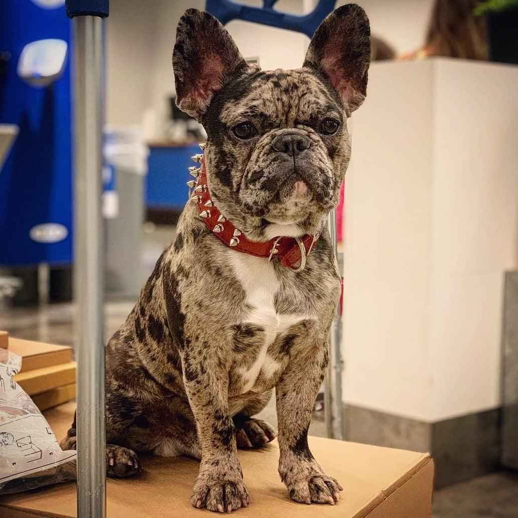 Bestia Red Frenchie Leather Dog Collar