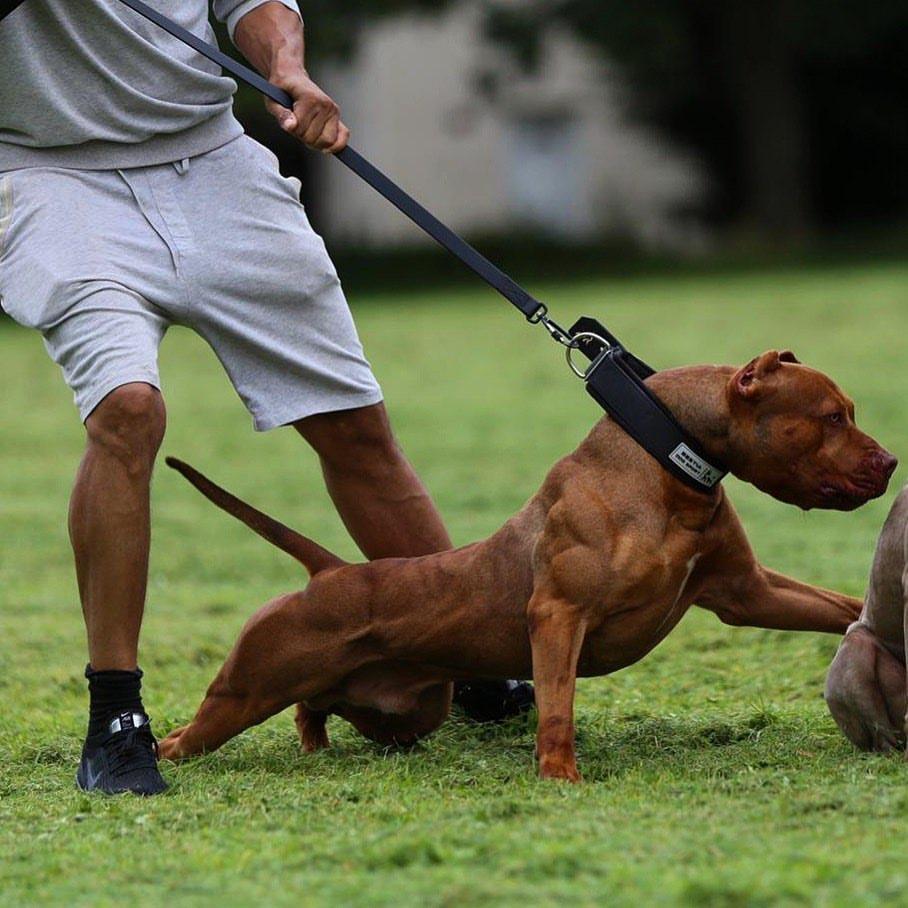 Bestia Dog Sport Collar