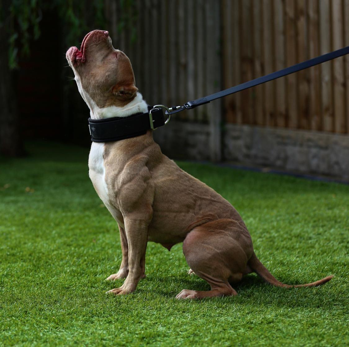 Bestia Dog Sport Tactical Dog Leash