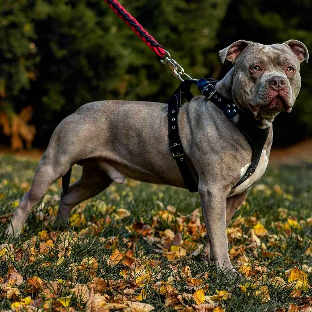 Bestia Style Black Leather Dog Harness