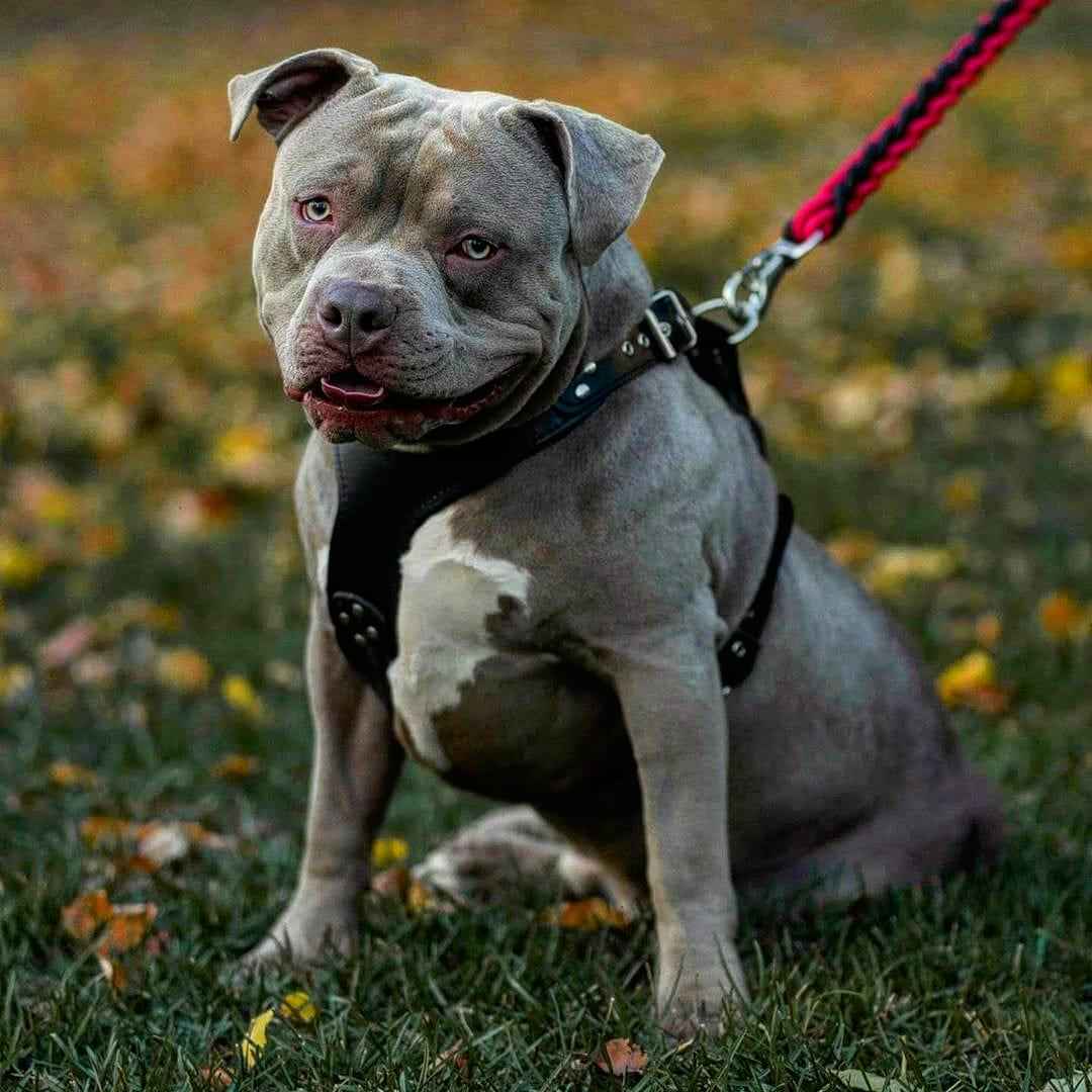 Bestia Style Black Leather Dog Harness