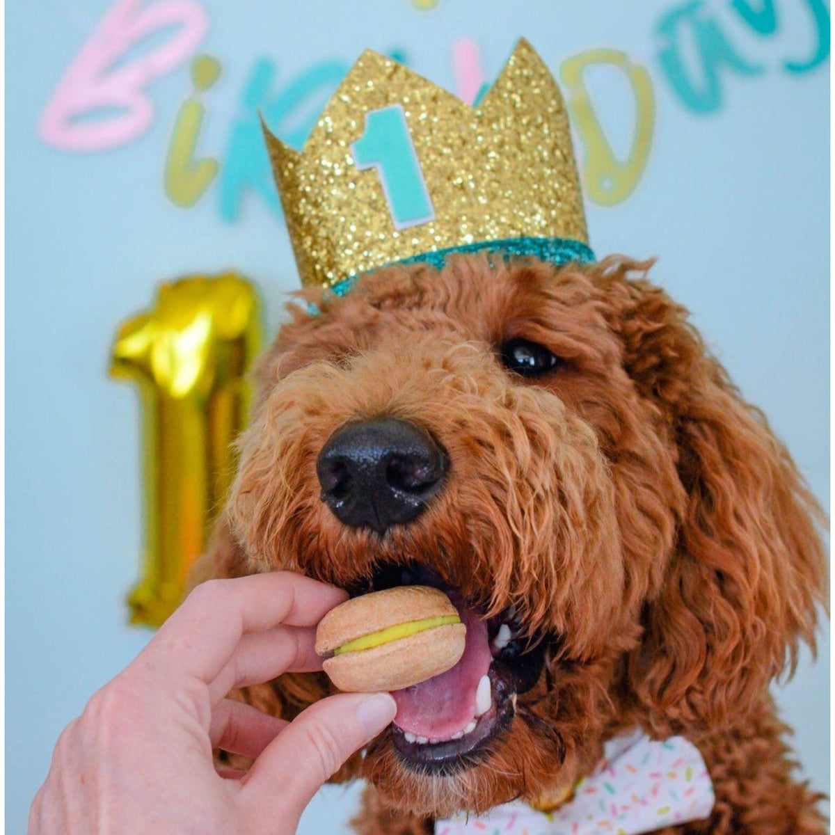 Bonne et Filou – Happy Birthday Dog Treat Gift Box