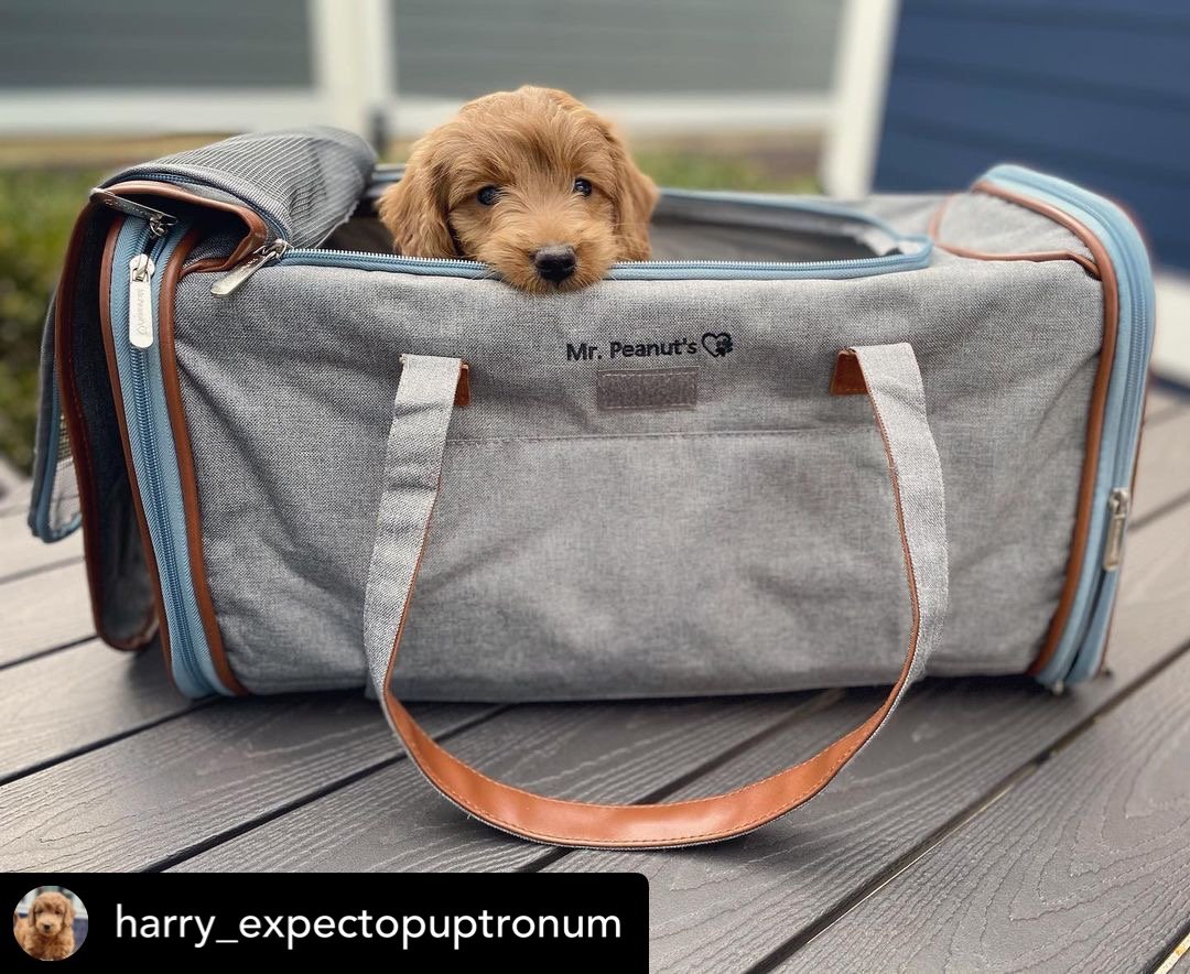 Mr. Peanuts Gold Series Big Apple XL Size Airline Compliant Expandable Pet Carrier