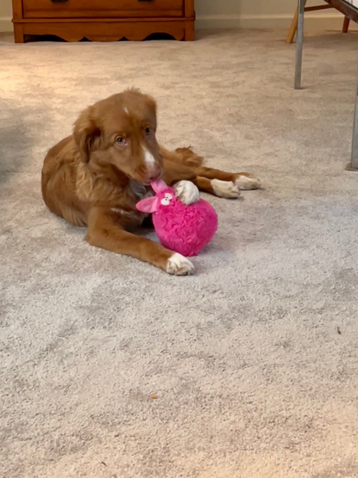 Gumdropimalz: Fun Dog Toy Grunters by DogGoods