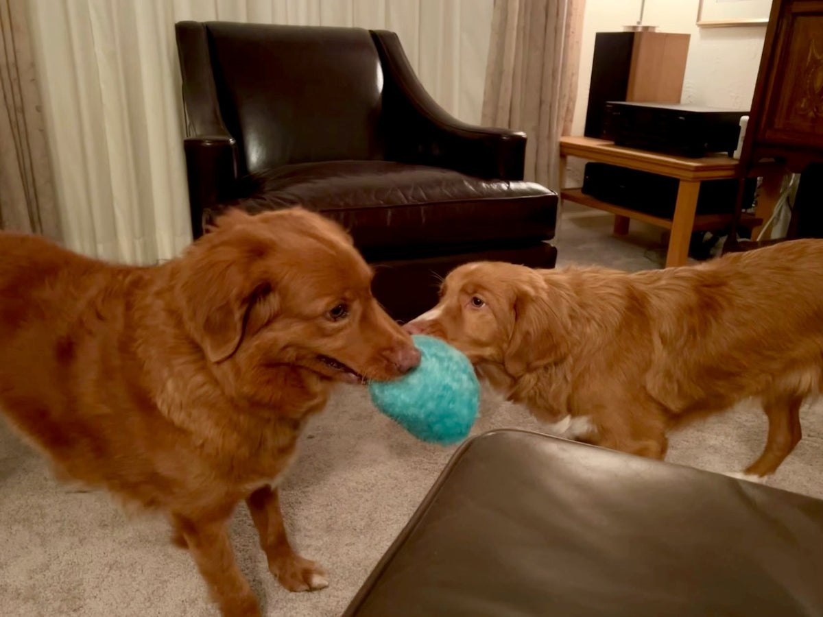 Gumdropimalz: Fun Dog Toy Grunters by DogGoods