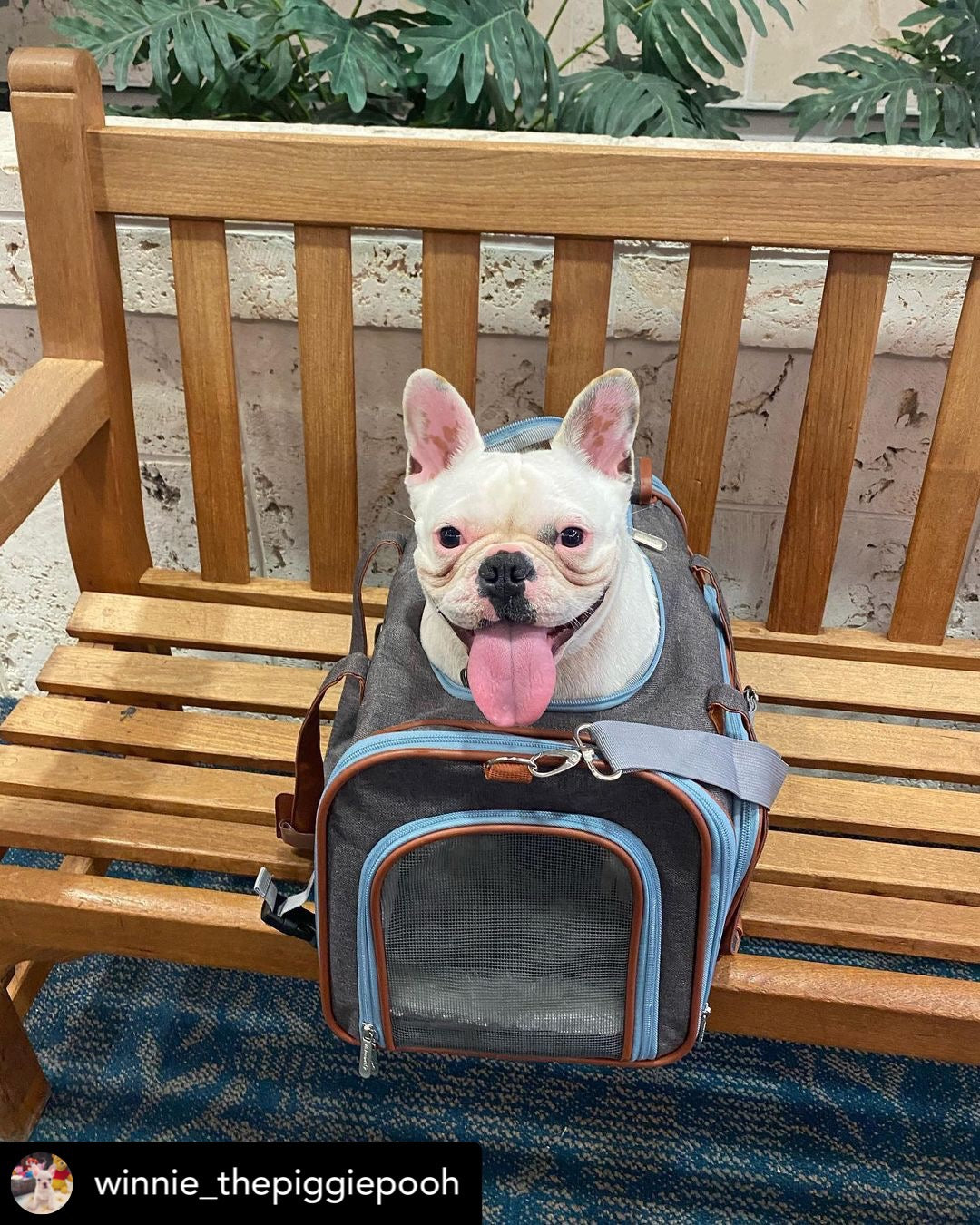 Mr. Peanuts Gold Series Big Apple XL Size Airline Compliant Expandable Pet Carrier