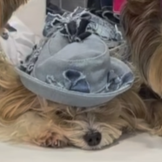 Bow Hat