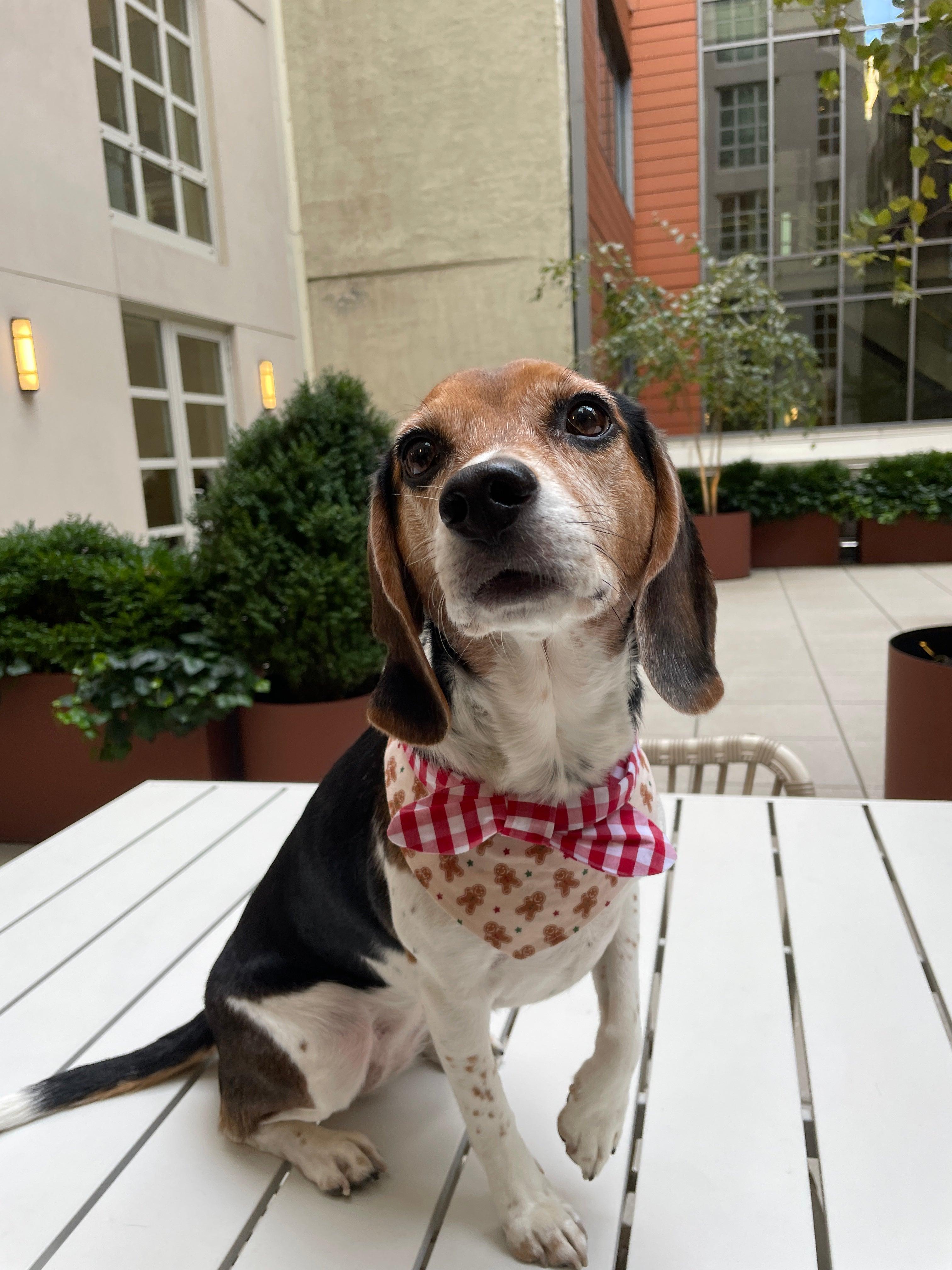 Christmas Morning Gingerbread Man Gingham Print Handmade Bandana