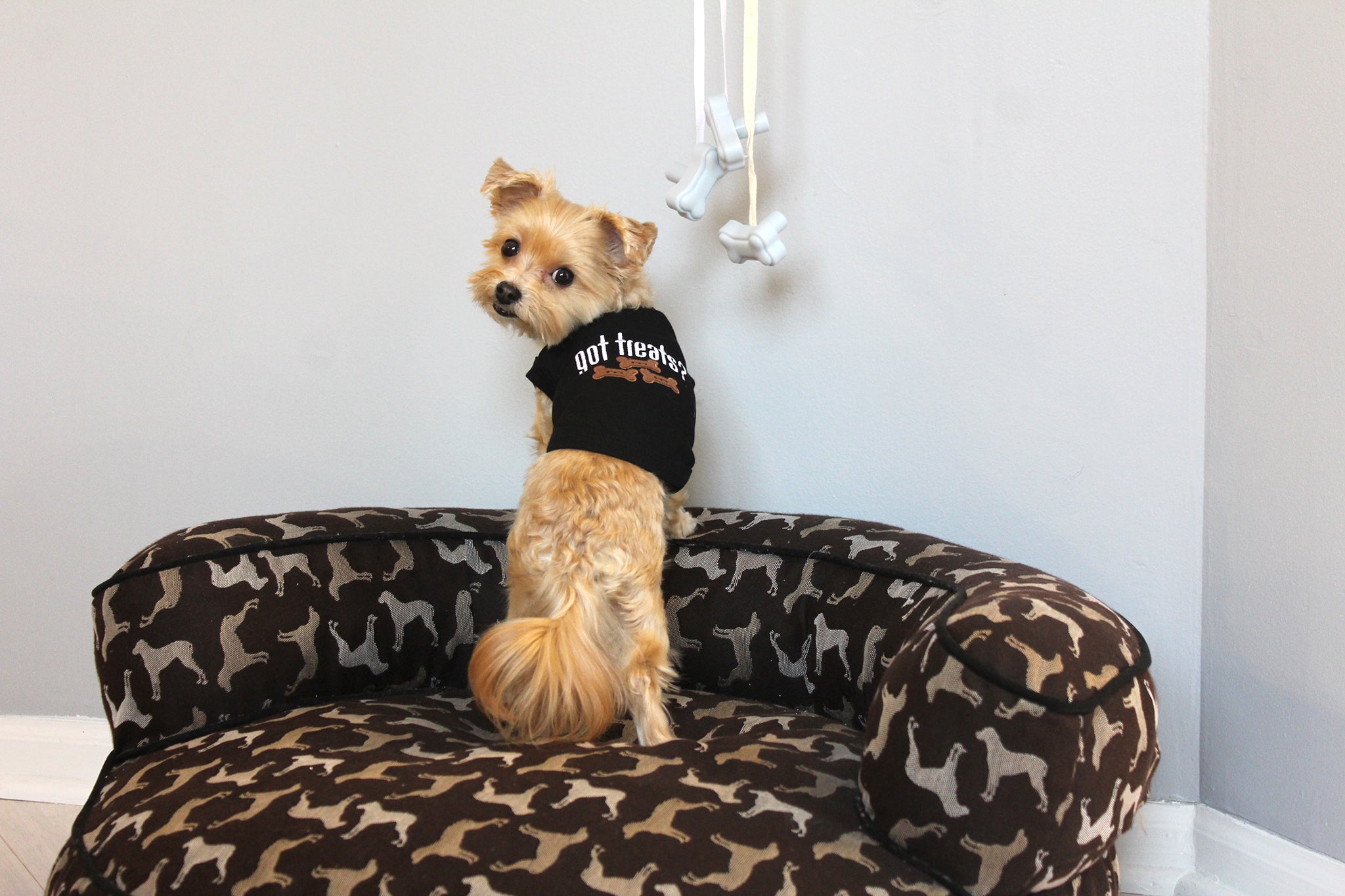 Parisian Pet Got Treats? Novelty Dog Apparel  Fun Embroidered Pet Wear for Dogs & Cats, Black