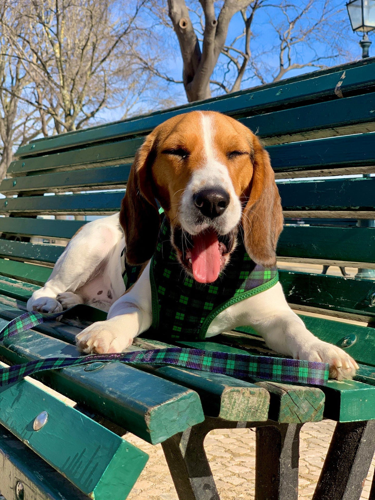 Parisian Pet Freedom Harness Scottish-Green & Blue
