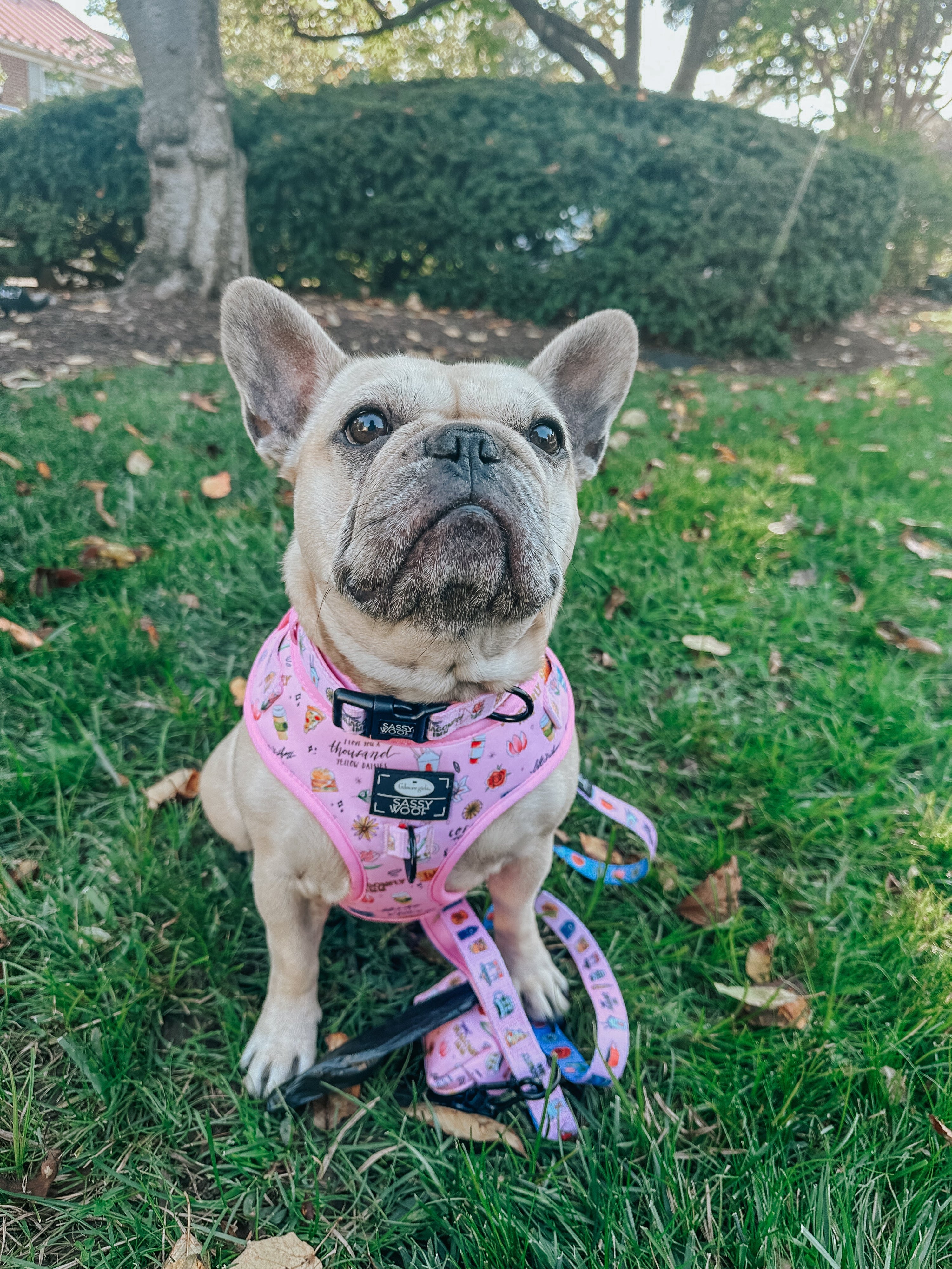 Dog Adjustable Harness - Gilmore Girls™