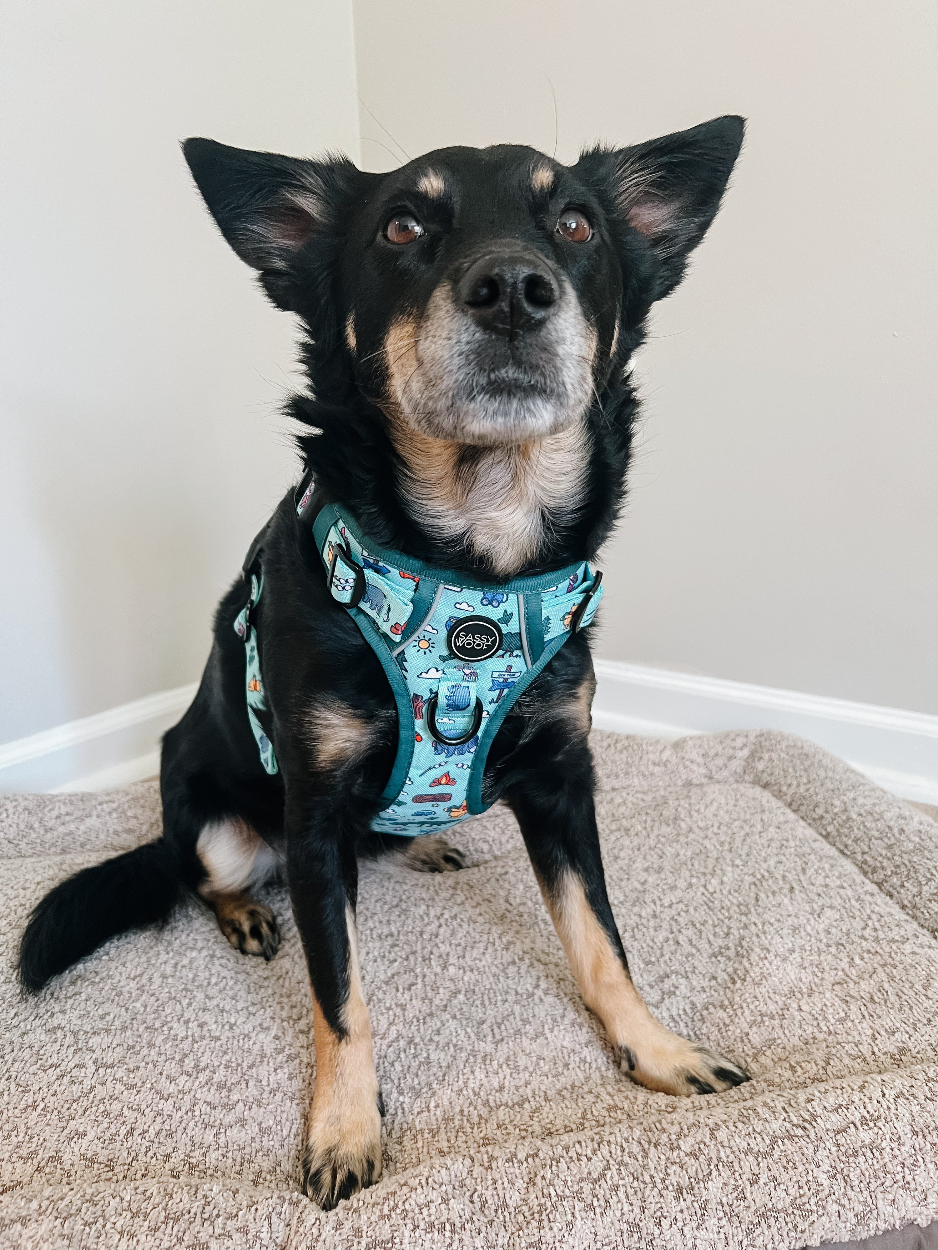 Dog Step-in Harness - Disneys Winnie the Pooh