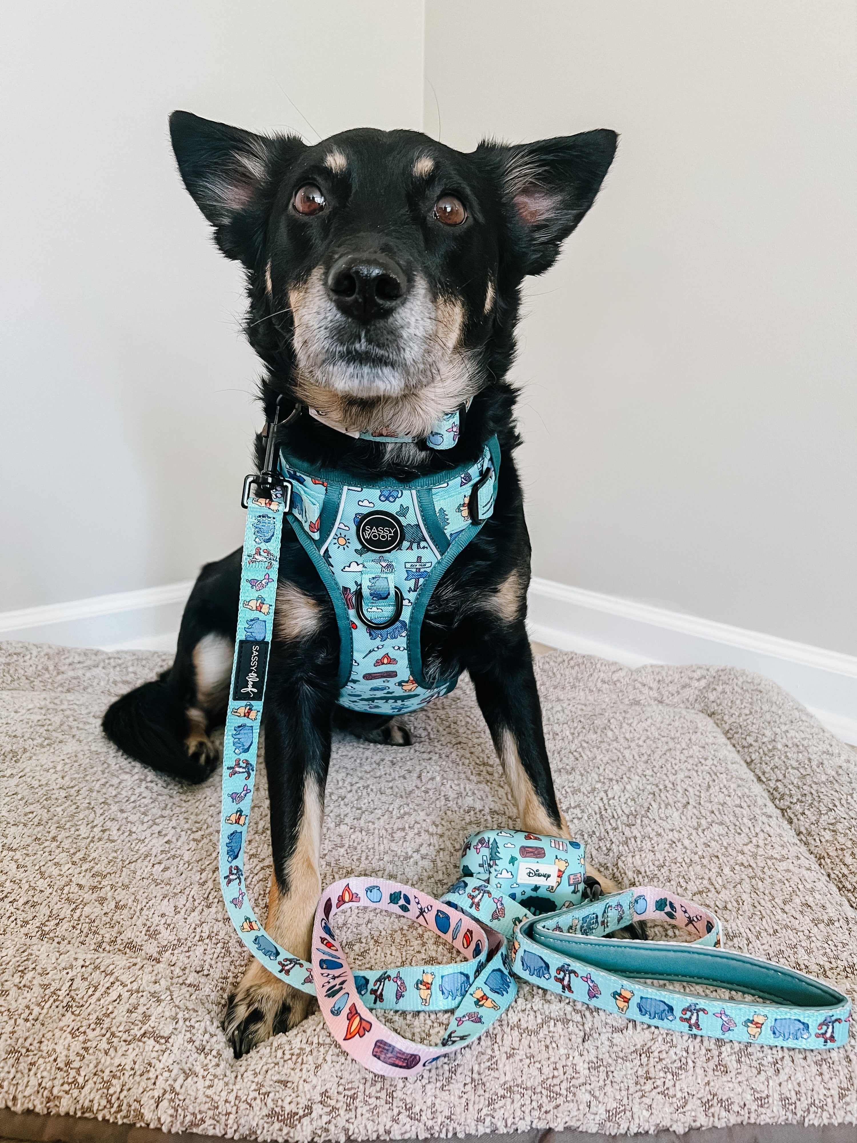 Dog Leash - Disneys Winnie the Pooh