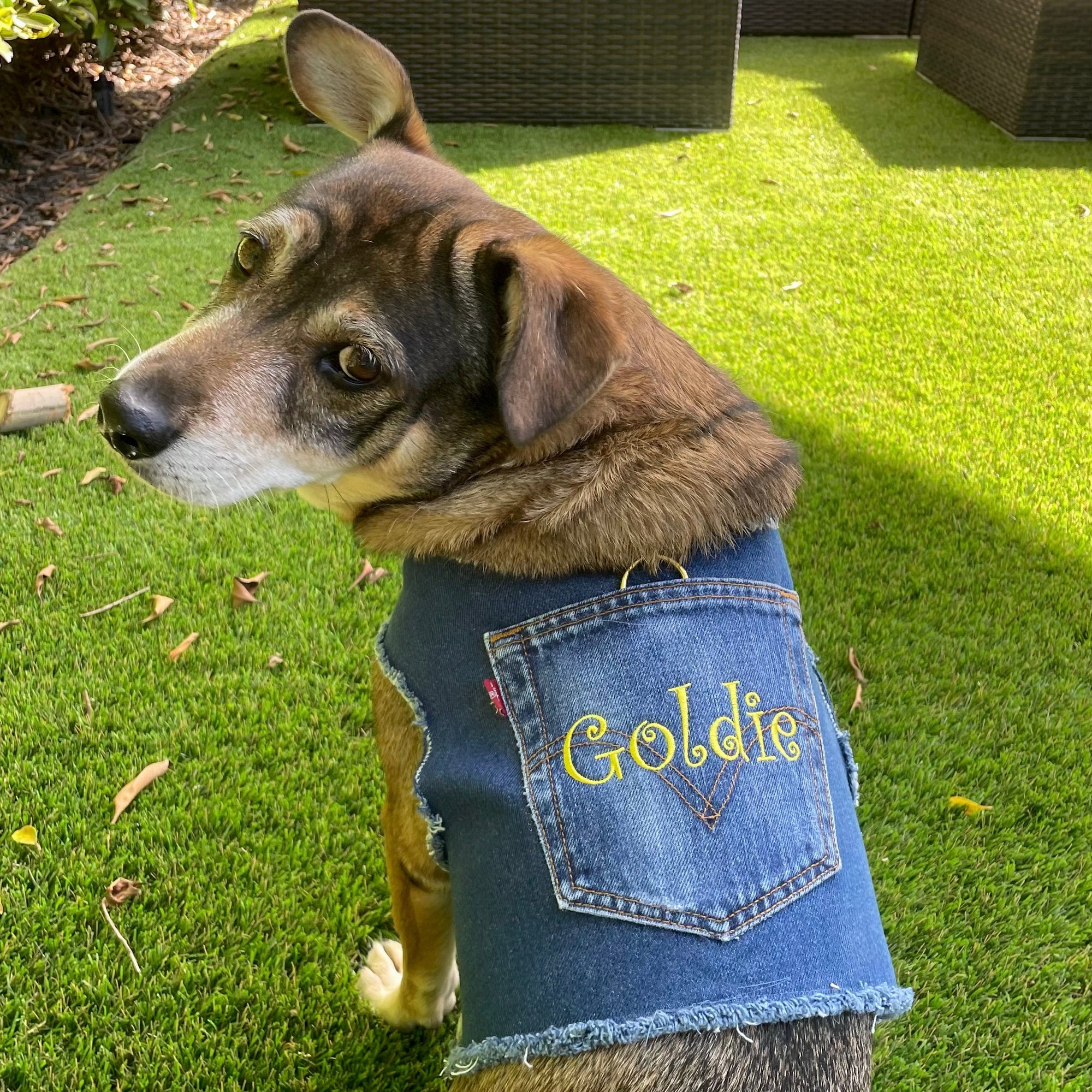 Heads or Tails Pup Personalized Denim Dog Harness