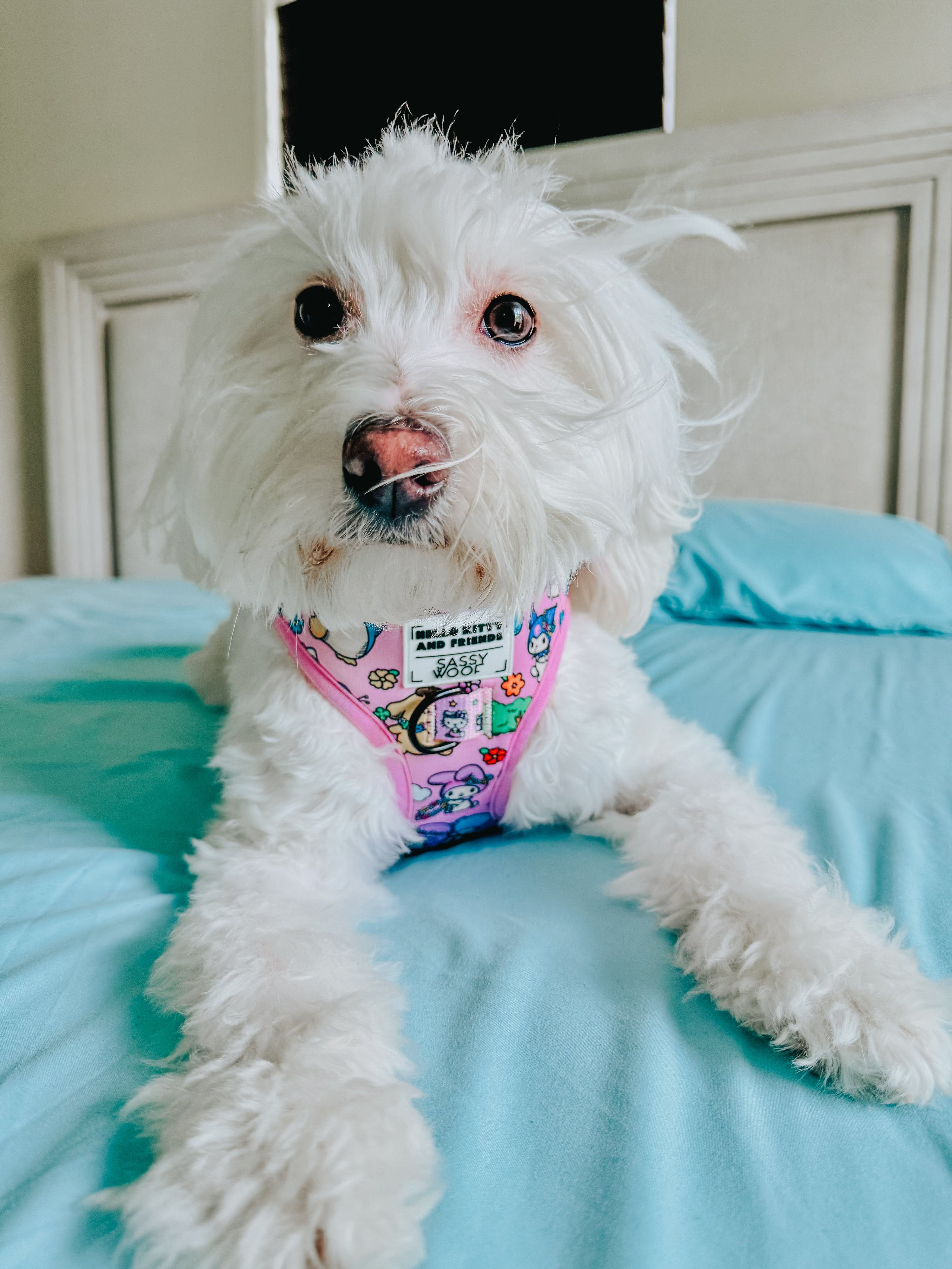 Dog Adjustable Harness - Hello Kitty® & Friends Flower Festival