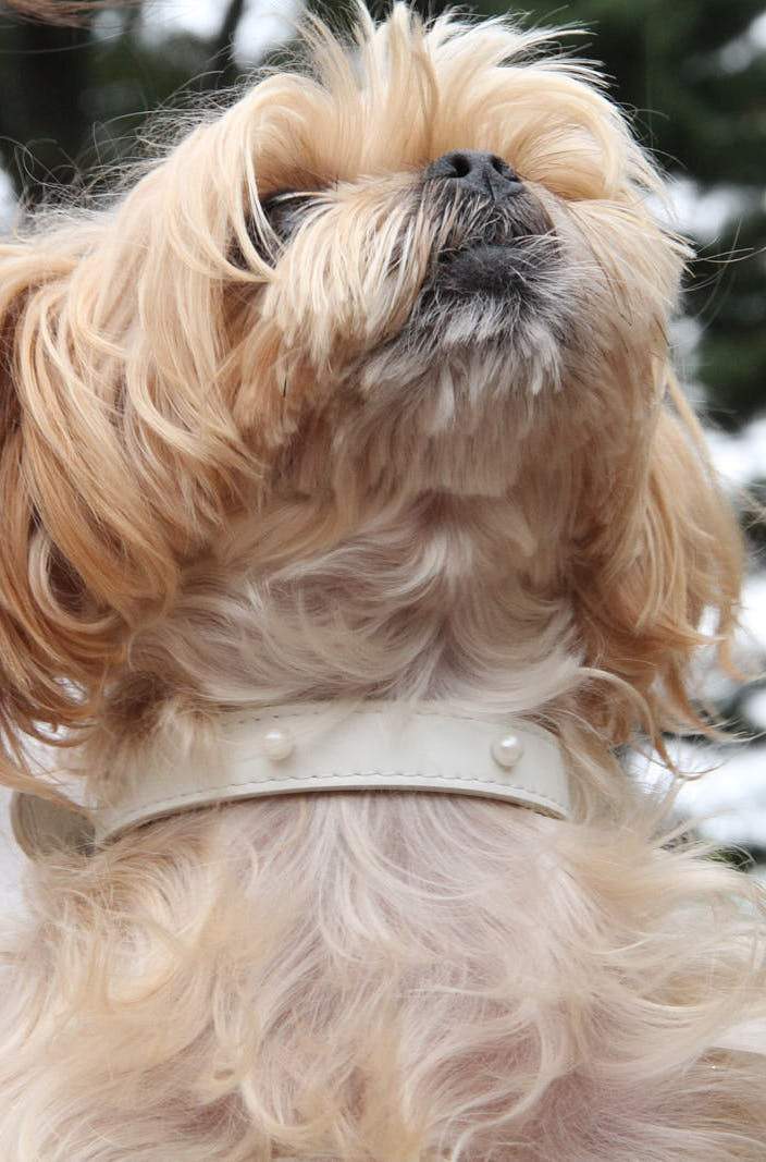 Jila Collar | HT Animal Supply